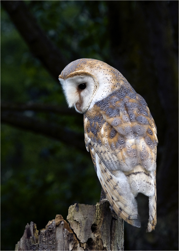 Barn Owl